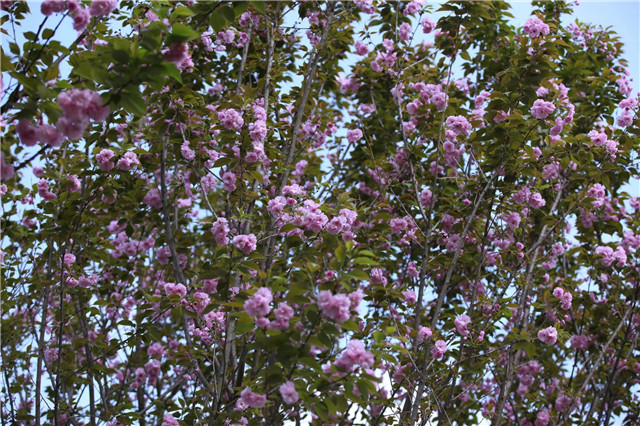 1605677339362139.jpg 2.jpg