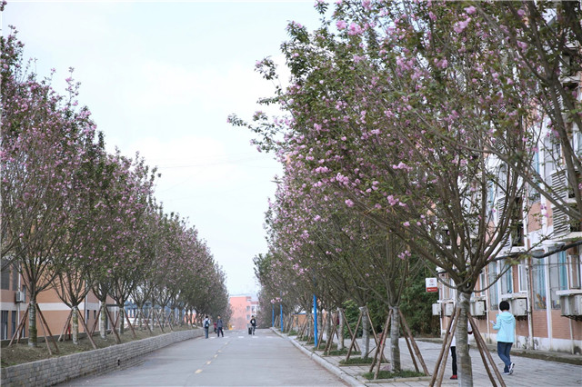 1605677360464982.jpg 4.jpg