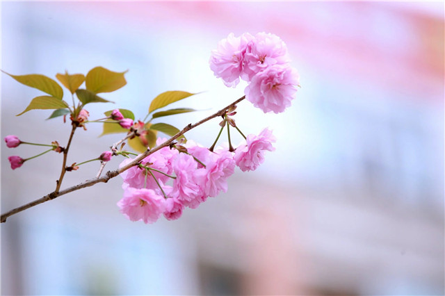 1605677410430782.jpg 9.jpg